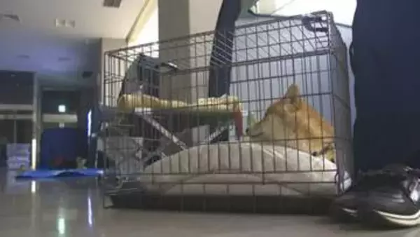 道路の耐震化と「無縁墓」問題　変わりゆく避難所「ペット同行避難」　熊本地震10年