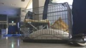 道路の耐震化と「無縁墓」問題　変わりゆく避難所「ペット同行避難」　熊本地震10年