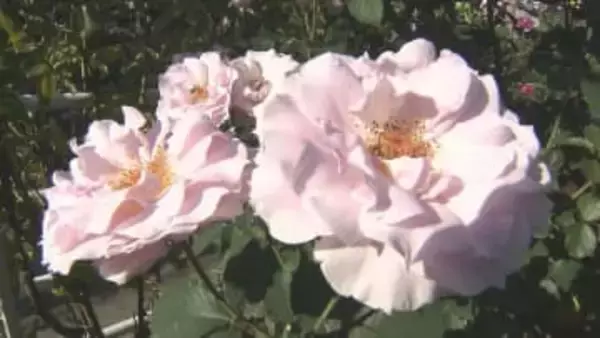 住宅の庭園が秋バラで見頃　230品種の可憐な花が咲き誇る　大分