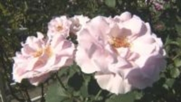 住宅の庭園が秋バラで見頃　230品種の可憐な花が咲き誇る　大分