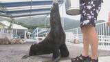 「ペンギン復活＆オットセイ初仲間入り！場内散歩も披露予定…只今トレーニング中「つくみイルカ島」リニューアル　大分」の画像1
