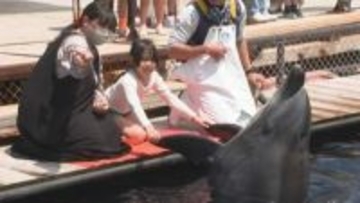 つくみイルカ島にぎわう「おなかはぷにゅぷにゅ」GW3000人来場見込み　大分