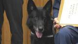「“驚異の嗅覚”警察犬セレスティオ号　目撃情報とは真逆の方向へ…行方不明者をスピード発見　2度目のお手柄」の画像1
