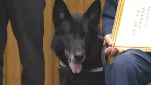“驚異の嗅覚”警察犬セレスティオ号　目撃情報とは真逆の方向へ…行方不明者をスピード発見　2度目のお手柄