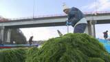「冬の風物詩 「青のり漁」始まる　少雨で1か月遅れの解禁　大分・宇佐市」の画像1
