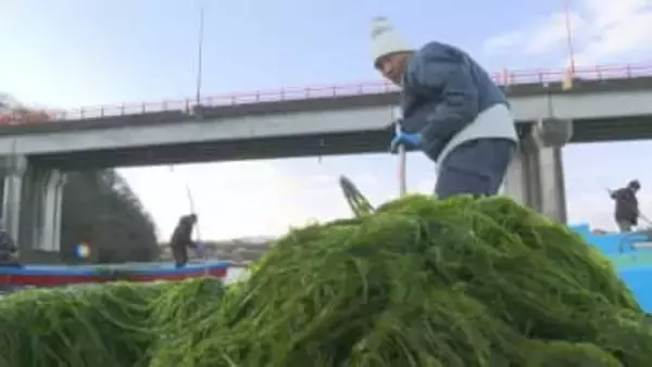 冬の風物詩 「青のり漁」始まる　少雨で1か月遅れの解禁　大分・宇佐市