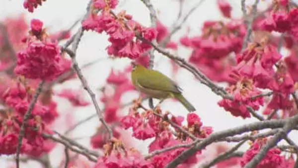 「桜の開花予想」大分市は3月23日　平年より1日早く