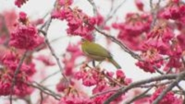 「桜の開花予想」大分市は3月23日　平年より1日早く