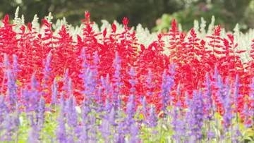 標高850mの高原は一足早い秋の気配　涼風そよぐ花畑…4万本のサルビアと5万本の千日紅が見ごろ
