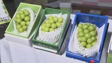 シャインマスカットの初競り、1房10万円　平均価格も過去最高　「安心院ぶどう」旬入り宣言　大分