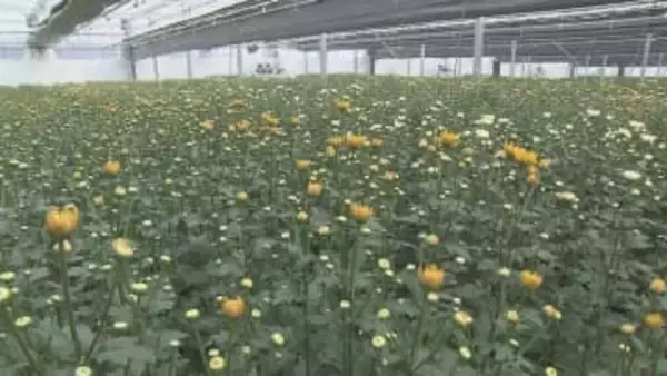 キク生産の拠点施設が大分市に完成　一貫体制で年間240万本出荷へ