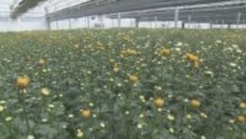 キク生産の拠点施設が大分市に完成　一貫体制で年間240万本出荷へ