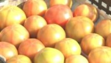 「塩熟トマト」収穫始まる　通常より約2倍の糖度、生産者「追熟もおすすめ」　大分・佐伯市