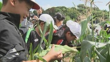 白いスイートコーン「白雪姫」　小学生が収穫体験　大分