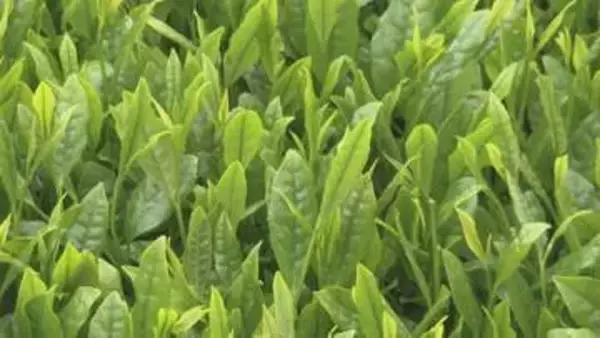 八十八夜を前に　新茶の収穫始まる