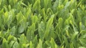 八十八夜を前に　新茶の収穫始まる