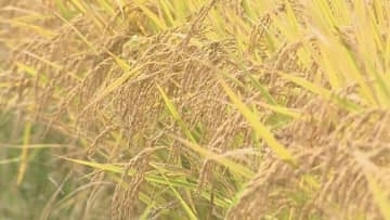 大分県産米、新指標「作況単収指数」107で確定　収穫量も大幅増