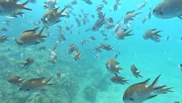 昼は魚の群れ、夜はイセエビも　海水浴だけじゃない田ノ浦ビーチの魅力　スキューバダイビングで楽しむ海の世界