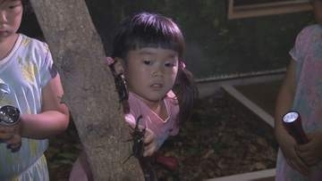 「かぶとむしふれあい館」プレオープン　子どもたちが“夜の生態”を観察　大分
