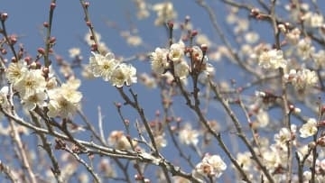春の足音近づく　「吉野梅園」ウメの開花進む　大分
