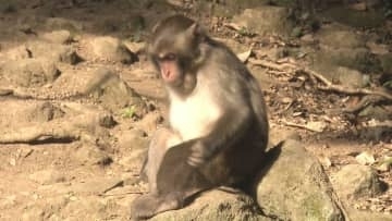 高崎山でニホンザルの個体数調査　ボランティアと市職員が目視で確認　大分