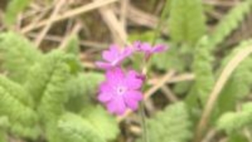 サクラソウが見ごろ迎える　タデ原湿原で自然観察会