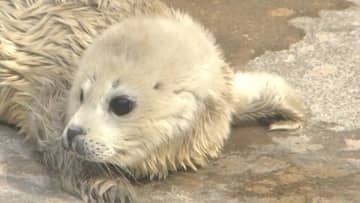 うみたまごに白い天使！アザラシの赤ちゃん誕生　わずか数週間の限定姿に飼育員もメロメロ