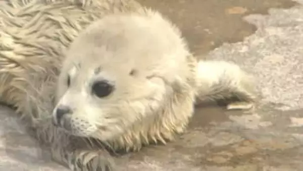 うみたまごに白い天使！アザラシの赤ちゃん誕生　わずか数週間の限定姿に飼育員もメロメロ