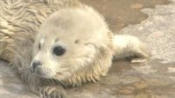 うみたまごに白い天使！アザラシの赤ちゃん誕生　わずか数週間の限定姿に飼育員もメロメロ