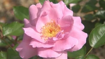 夏バラが見頃 「くじゅう花公園」350種1500株咲き誇る　大分