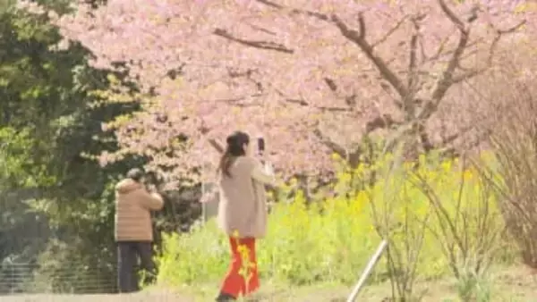 「河津桜」と「ミモザ」が共演　ピンクと黄色の春色が満開　大分・日出町