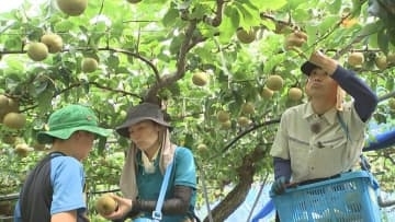 北海道から大分に移住　梨農家目指す夫婦　2年間の研修受け梨農園を継承へ