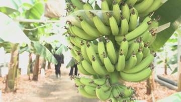 別府温泉の蒸気でバナナ栽培、年間4万本の安定生産に成功　ライチやマンゴーにも挑戦 “サステナブル農業”の新たなかたち