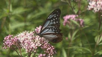 「旅する蝶」アサギマダラ飛来、華麗に舞う　飛来数は今がピーク　くじゅう花公園