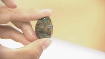 アワビの稚貝2800個に標識　成長率や移動範囲から放流効果分析へ　大分
