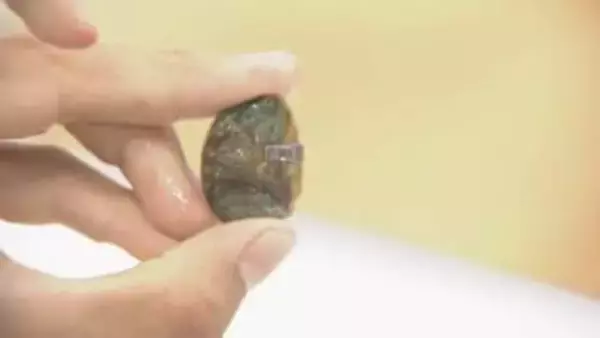 アワビの稚貝2800個に標識　成長率や移動範囲から放流効果分析へ　大分