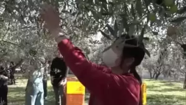 オリーブ生産量日本一…小豆島で香川大学農学部の学生約２０人が収穫体験【香川】