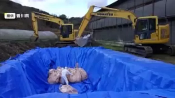 東かがわ市の養鶏場で発生した鳥インフル　ニワトリ約２万４０００羽の殺処分と埋却完了【香川】