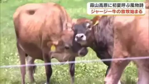 ジャージー牛、広々とした牧草地を走る！蒜山高原で初夏を呼ぶ風物詩「放牧」がスタート【岡山・真庭市】