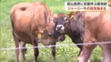 ジャージー牛、広々とした牧草地を走る！蒜山高原で初夏を呼ぶ風物詩「放牧」がスタート【岡山・真庭市】