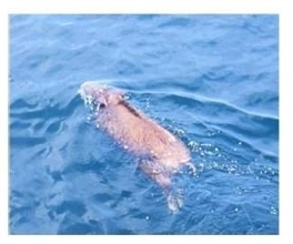 香川・小豆島沖の瀬戸内海を泳ぐイノシシ　高松海上保安部の巡視船が発見【香川】