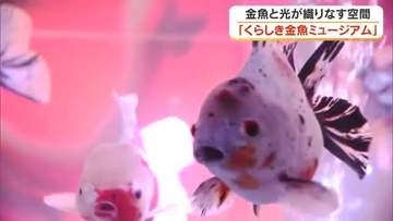 “推し金魚”見つけて！４０種類・約１０００匹の金魚が泳ぐ空間が倉敷市の商業施設にお目見え　岡山