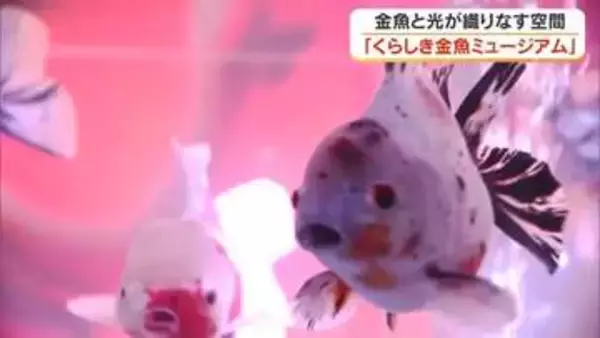 “推し金魚”見つけて！４０種類・約１０００匹の金魚が泳ぐ空間が倉敷市の商業施設にお目見え　岡山