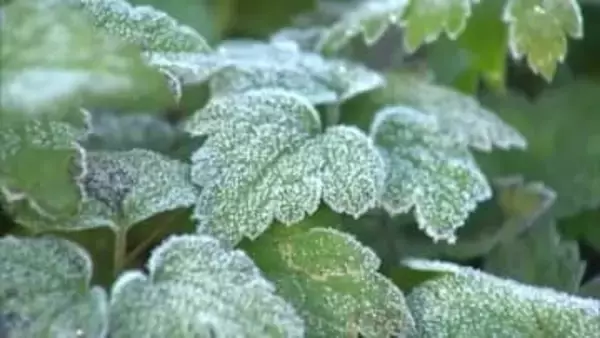 瀬戸内は今季一番の冷え込み　真庭市蒜山などで氷点下、香川でも綾川町で３．６度【岡山・香川】