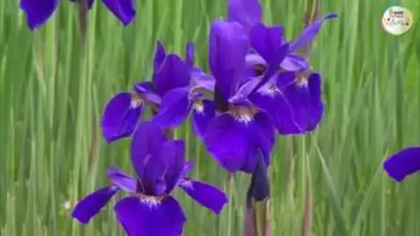 新緑の季節に約２０００株の”見ごたえのある紫”　津山市の作楽神社でアヤメの花が咲き始める【岡山】