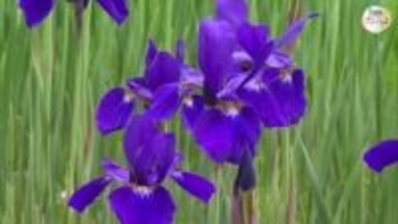 新緑の季節に約２０００株の”見ごたえのある紫”　津山市の作楽神社でアヤメの花が咲き始める【岡山】