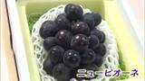 「岡山県が生産量全国１位　初夏の味覚　種なしブドウのニューピオーネが岡山市のデパートに初入荷【岡山】」の画像1