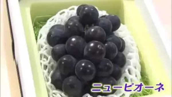 岡山県が生産量全国１位　初夏の味覚　種なしブドウのニューピオーネが岡山市のデパートに初入荷【岡山】