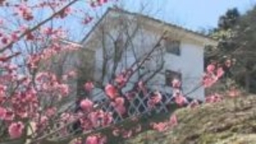 津山市の梅の名所で早咲きのウメが見頃　鹿児島紅梅に寒紅梅…約２０００本の紅梅・白梅次々と咲く【岡山】