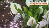 「県立森林公園が４カ月半ぶりに開園へ　ミズバショウにザゼンソウ…渓流では魚も元気よく【岡山・鏡野町】」の画像1
